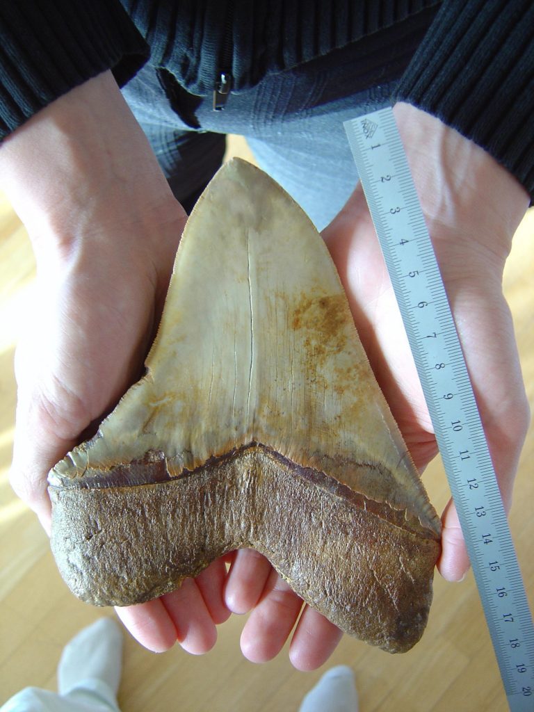 fossilized tooth, megalodon, giant shark